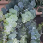Eucalyptus Baby Blue - eukaliptusz