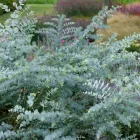 Eucalyptus Silver Dollar - eukaliptusz