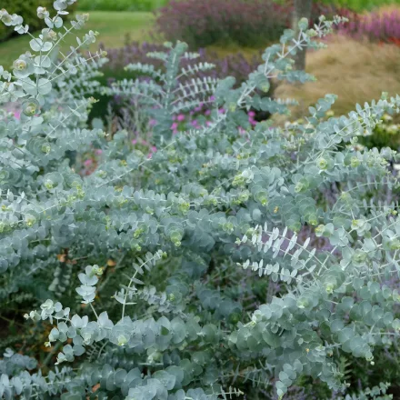 Eucalyptus Silver Dollar - eukaliptusz