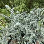 Eucalyptus Silver Dollar - eukaliptusz
