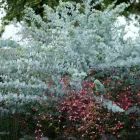 Eucalyptus Silver Dollar - eukaliptusz