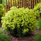 Euphorbia martinnii Ascot Petit - kutyatej