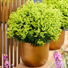 Euphorbia martinnii Ascot Petit - kutyatej