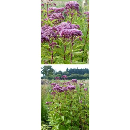 Eupatorium maculatum Red Dwarf - sédkender