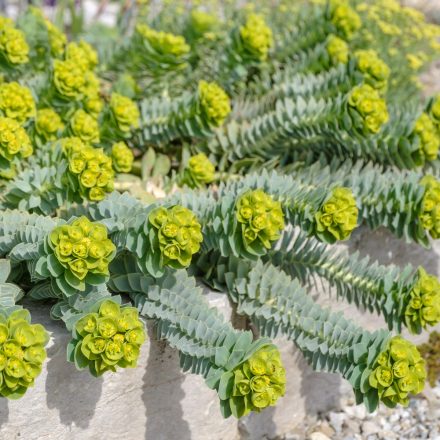 Euphorbia myrsinites - velencei kutyatej
