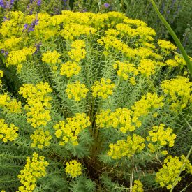 Euphorbia seguieriana subsp. niciciana - pusztai kutyatej