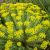 Euphorbia seguieriana subsp. niciciana - Pusztai kutyatej