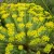 Euphorbia seguieriana subsp. niciciana - pusztai kutyatej