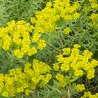 Euphorbia seguieriana subsp. niciciana - pusztai kutyatej
