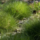 Festuca gautierii- medvecsenkesz