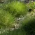 Festuca gautierii- medvecsenkesz