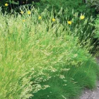 Festuca gautierii- medvecsenkesz