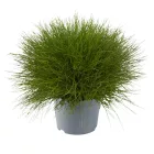Festuca gautierii- medvecsenkesz