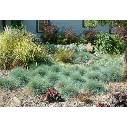 Festuca pallens - deres csenkesz