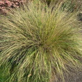 Festuca mairei - atlasz csenkesz