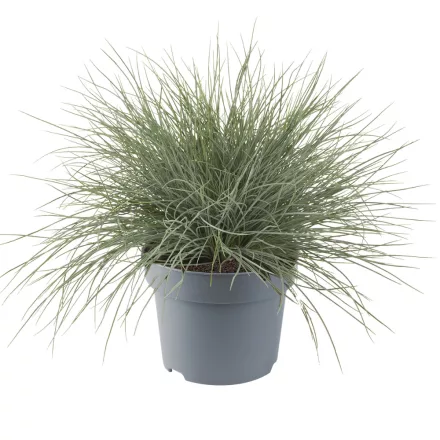Festuca valesiaca Glaucantha - vékony csenkesz