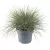 Festuca valesiaca Glaucantha - vékony csenkesz