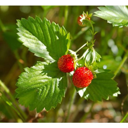 Fragaria Korona - erdei szamóca
