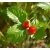 Fragaria Korona - erdei szamóca