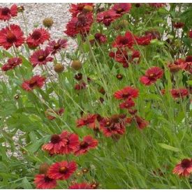 Gaillardia aristata Burgunder- kokárdavirág