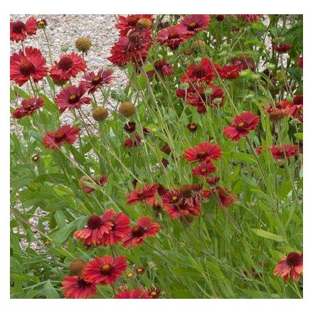 Gaillardia aristata Burgunder- kokárdavirág