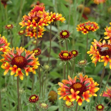 Gaillardia aristata Kobold - kokárdavirág