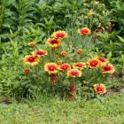 Gaillardia aristata Kobold - kokárdavirág