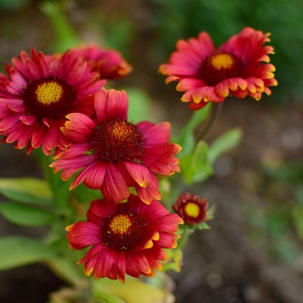 Gaillardia aristata Red Shades- kokárdavirág