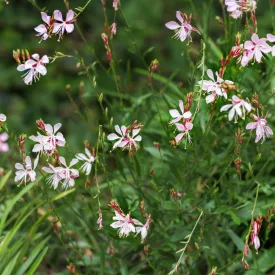 Gaura Butterfly Appleblossom - díszgyertya