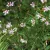 Gaura Butterfly Appleblossom - díszgyertya