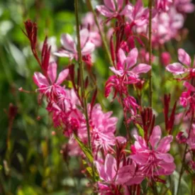 Gaura Butterfly Rose - díszgyertya