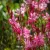 Gaura Butterfly Rose - díszgyertya