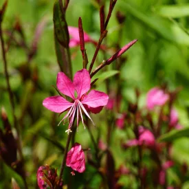 Gaura lindheimeri Gaudi Red - díszgyertya