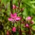 Gaura lindheimeri Gaudi Red - díszgyertya