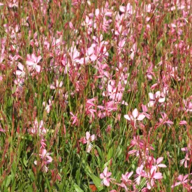 Gaura lindheimeri Geyser Rose - díszgyertya