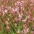 Gaura lindheimeri Geyser Rose - díszgyertya
