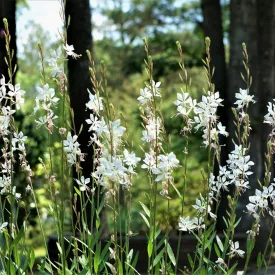 Gaura lindheimeri Geyser White - díszgyertya