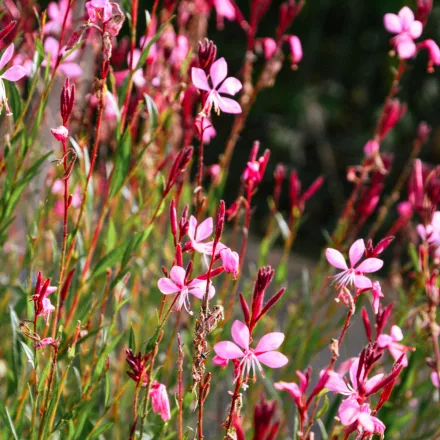 Gaura lindheimeri Pink - díszgyertya
