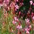 Gaura lindheimeri Pink - díszgyertya