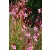 Gaura lindheimeri Pink - díszgyertya cs9