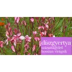 Gaura lindheimeri Pink - díszgyertya