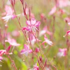 Gaura lindheimeri Siskiyou Pink - díszgyertya