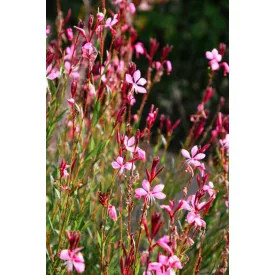 Gaura lindheimeri Siskiou Pink - díszgyertya