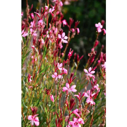 Gaura lindheimeri Siskiou Pink - díszgyertya