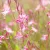 Gaura lindheimeri Siskiyou Pink - díszgyertya