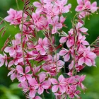 Gaura lindheimeri Siskiyou Pink - díszgyertya