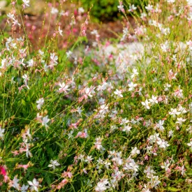Gaura lindheimeri White - díszgyertya