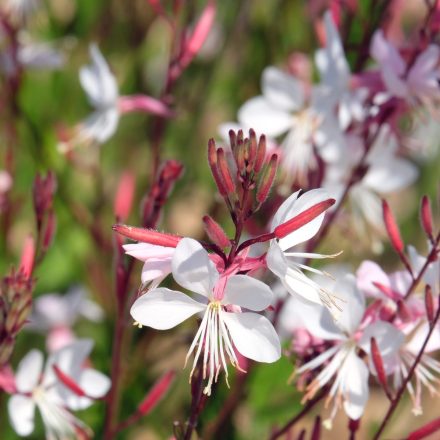 Gaura lindheimeri White - díszgyertya