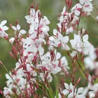 Gaura lindheimeri Whirling Butterflies - Whirling Butterflies díszgyertya