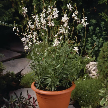 Gaura lindheimeri Whirling Butterflies - Whirling Butterflies díszgyertya